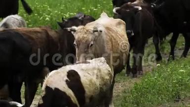 一群牛从牧场回来